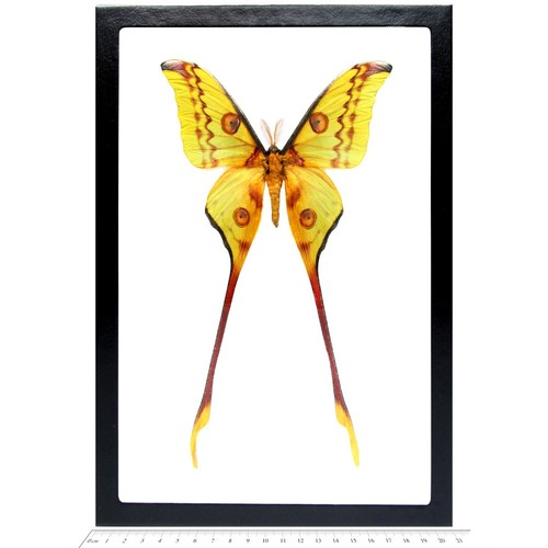 Argema mittrei male green - argema,